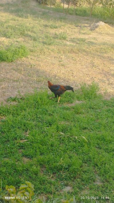 Kulangi xoʻrozlar sotiladi 6-7 oylik