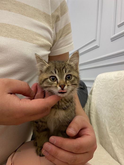 Продам котика 1,5 месяца