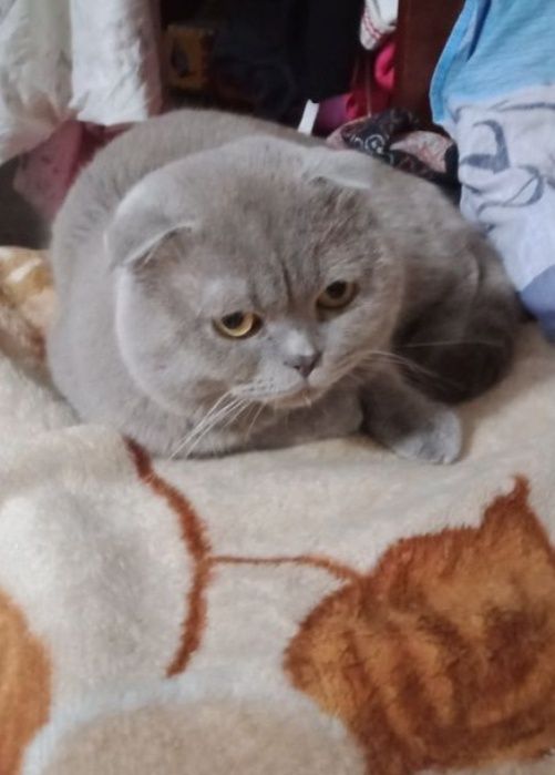 Нужна кошечка для вязки