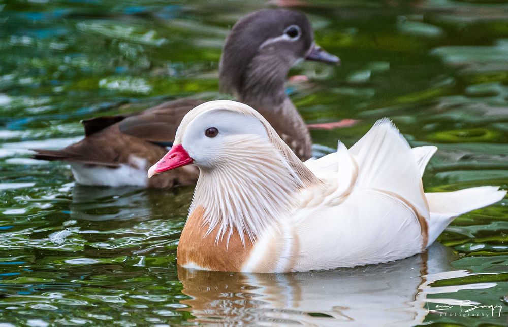 Vând rate, lebede, gâște, păsări exotice