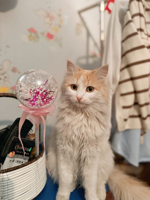 Отдам в добрые руки