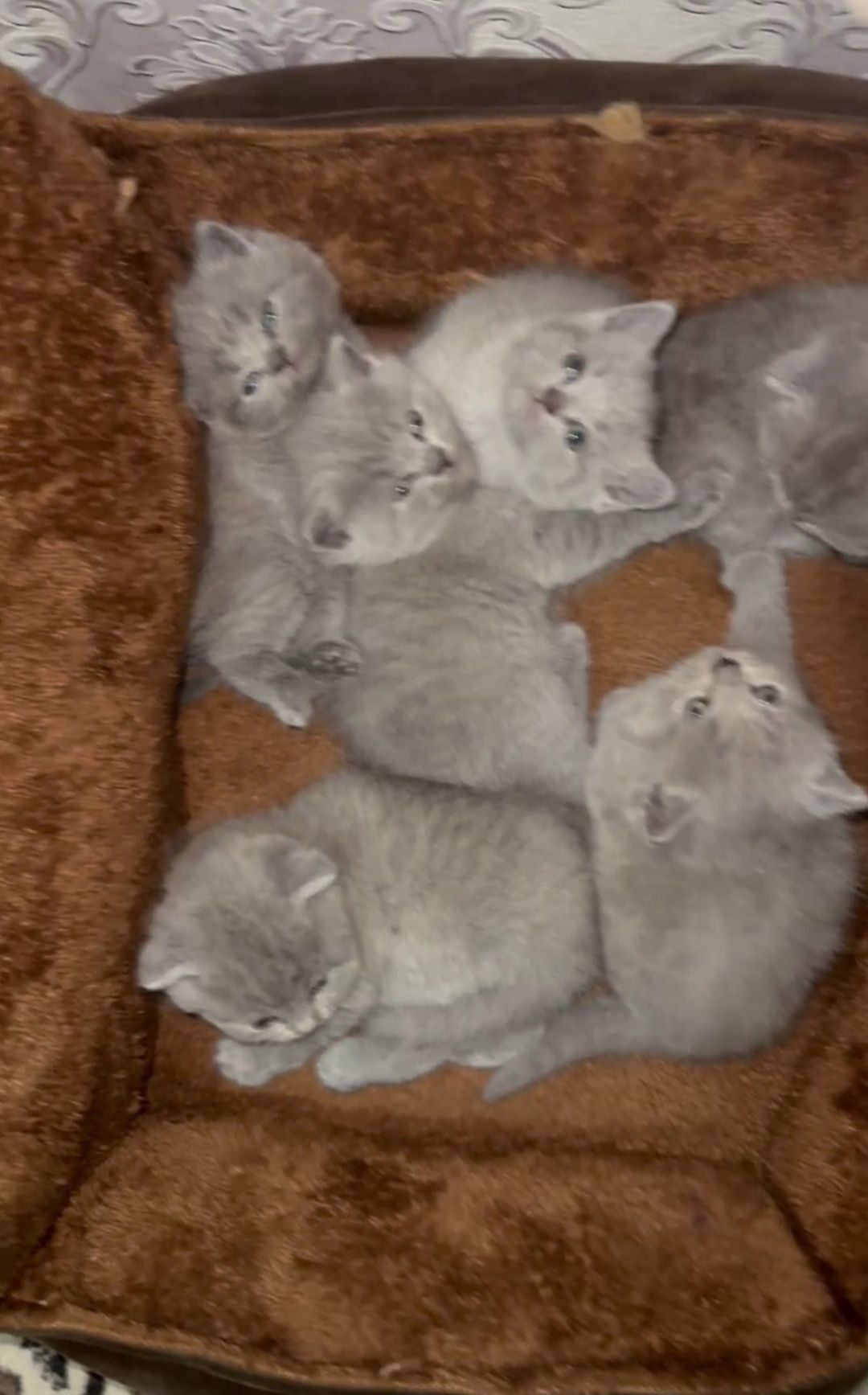 Кошки шотландские скодшолд