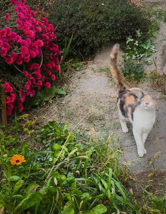 Отдам котёнка бесплатно