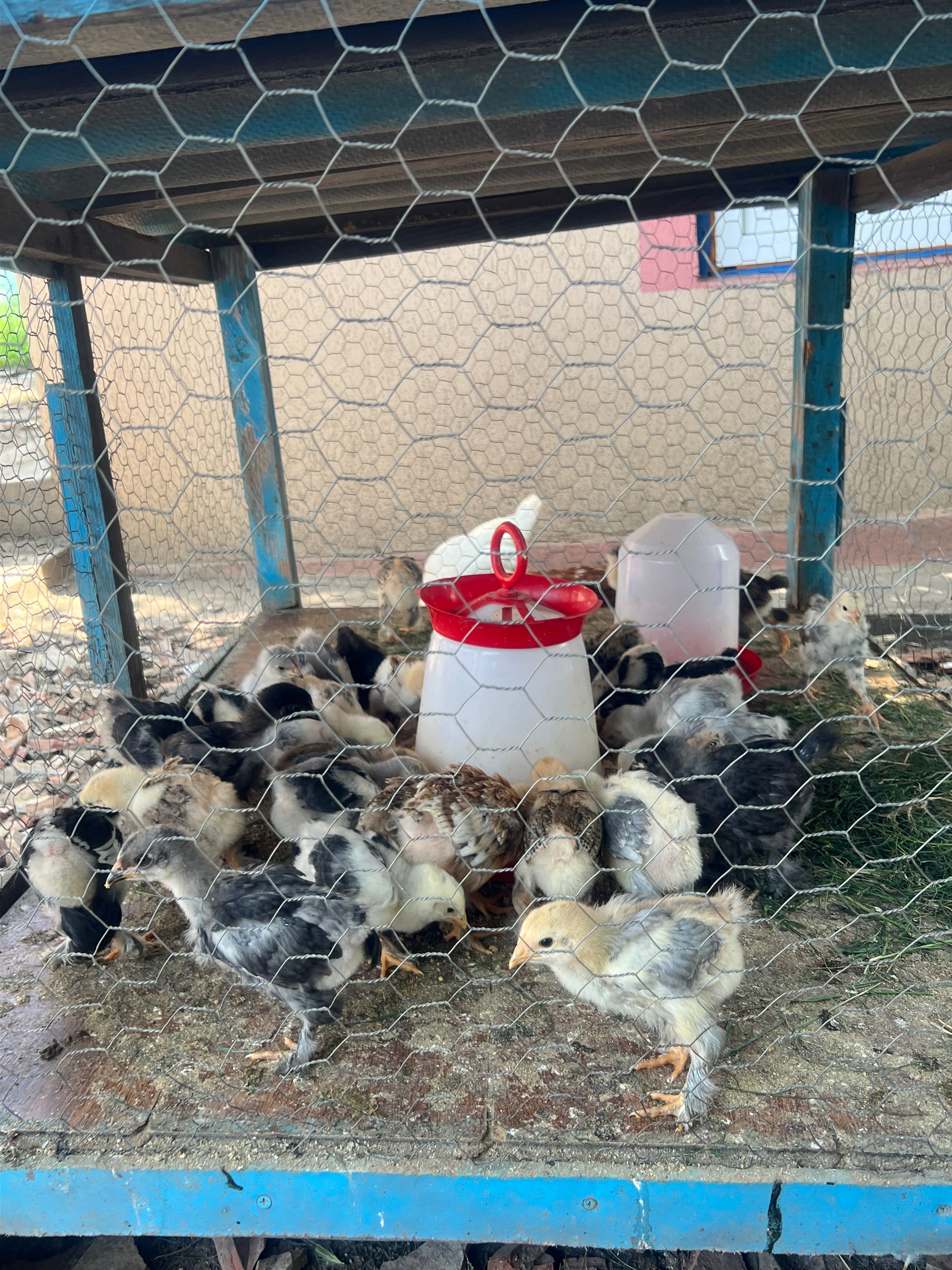 Vând ouă brahma 5 lei bucata