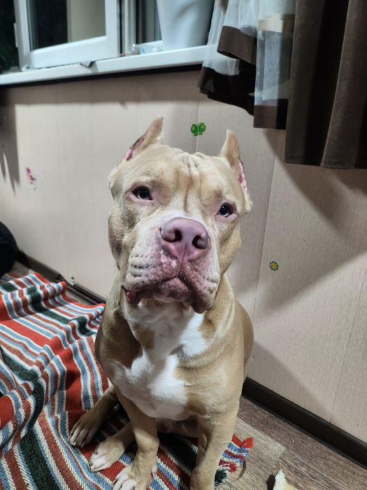 Нужна вязка. Американского питбуль терьера.