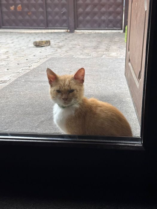 Рыжий котенок ( девочка )