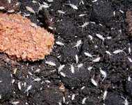 Продавам Колемболи / Вилоскачки/Спрингтейли/ Springtails