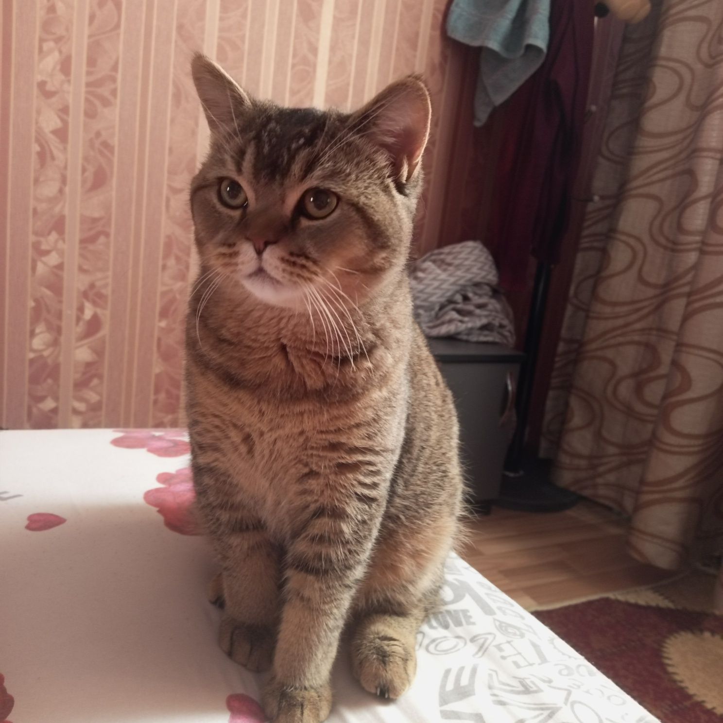 Skottish strayt ogil bola 7oyli