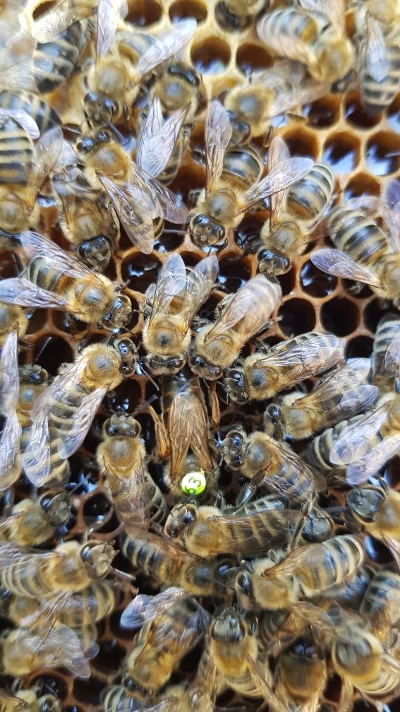 Пчелни семейства  (малки) Отводка карника Carnica