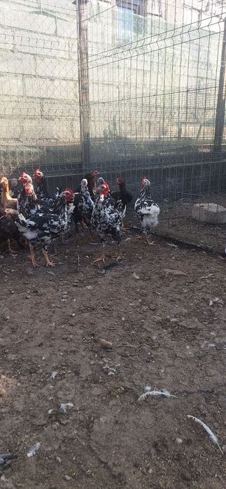 Cocoși pita pinta de vânzare