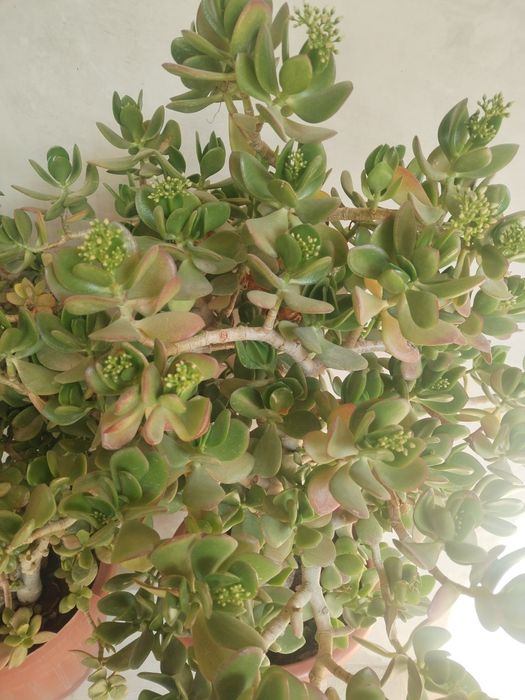 Dollor gullar sotiladi. Доллар продаётся.