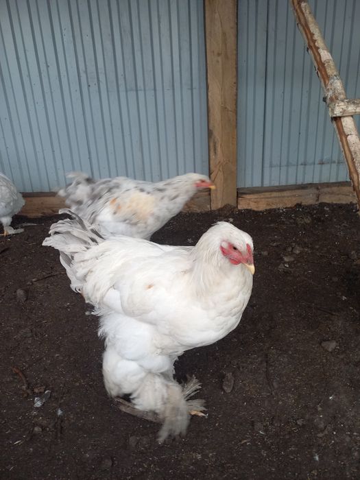 продам домашних курей