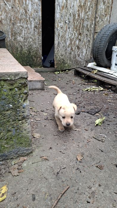 Donez 8 pui albi de labrador