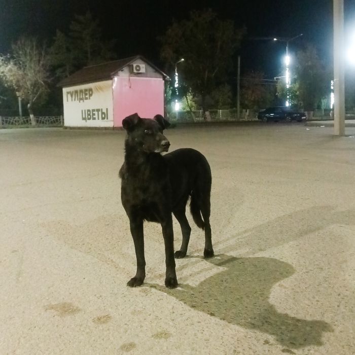 Отдам даром собаку