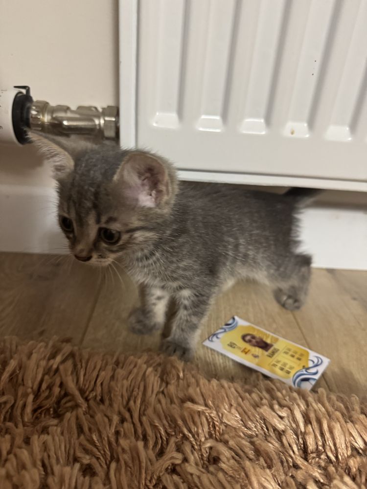 Отлам бесплатно котенка