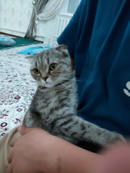Мысық кисуля  оте сабырлы ұқыпты мысық