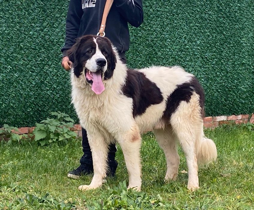 Ciobănesc Românesc de Bucovina