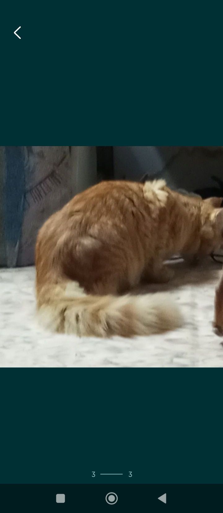 Пропал кот Мей кун