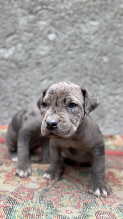 Срочно продаются щенки питбуля.