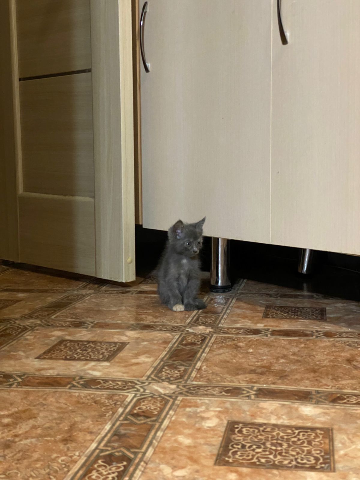 Отдам котят девочка и мальчик