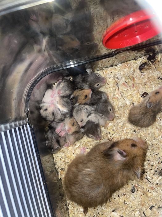 Pui de hamsteri pitici , sanatosi , 35 lei/bucata