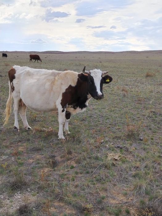 Сиырлар сатылады!