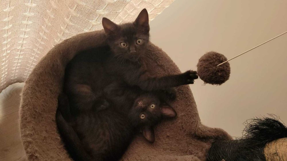 Adopție pui de pisică Iasi