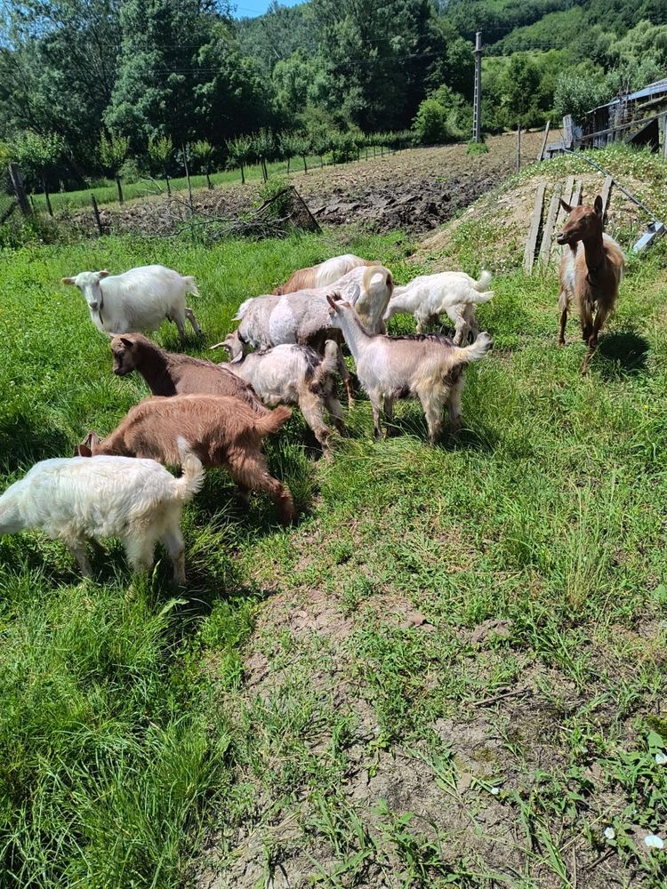 Capre  si iezi de vânzare