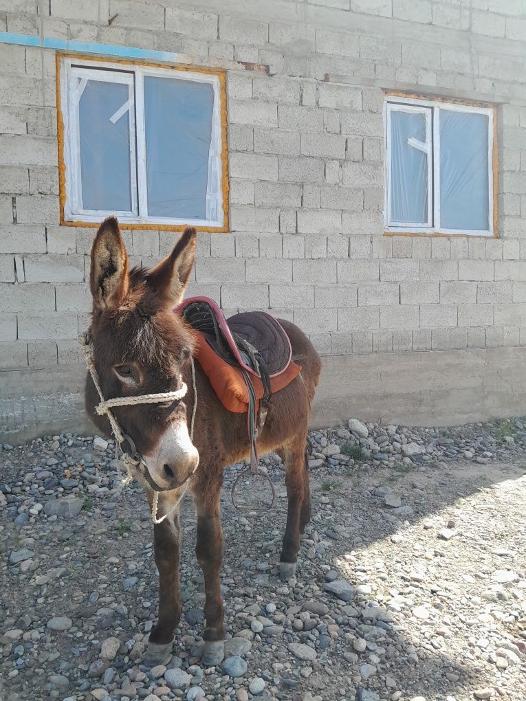 Ешек сатылады , 1 койга айырбастаймын