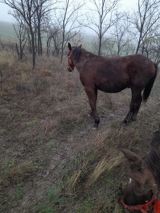 Mânz de vânzare are 7 lun mai multe detalii în privat