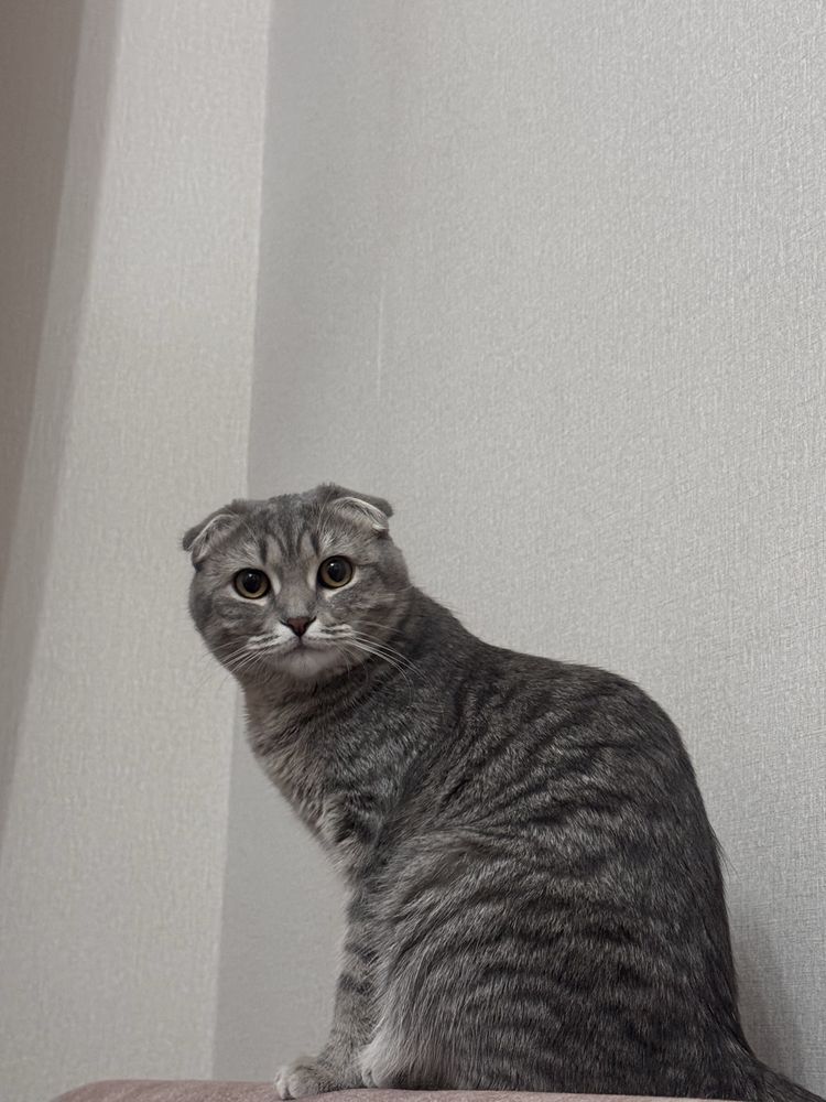 Котёнок-девочка 10 мес