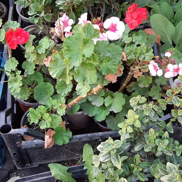 Цветы уличные и комнатные