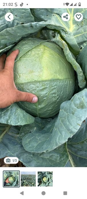 Vând varză de toamnă