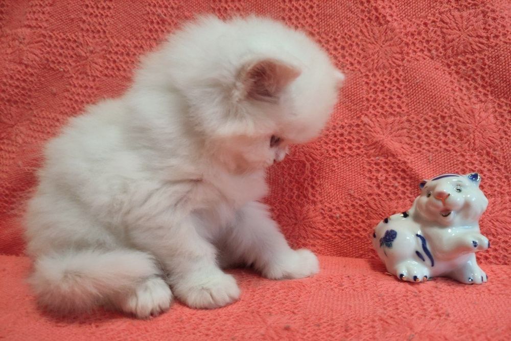 Очаровательный котёнок!