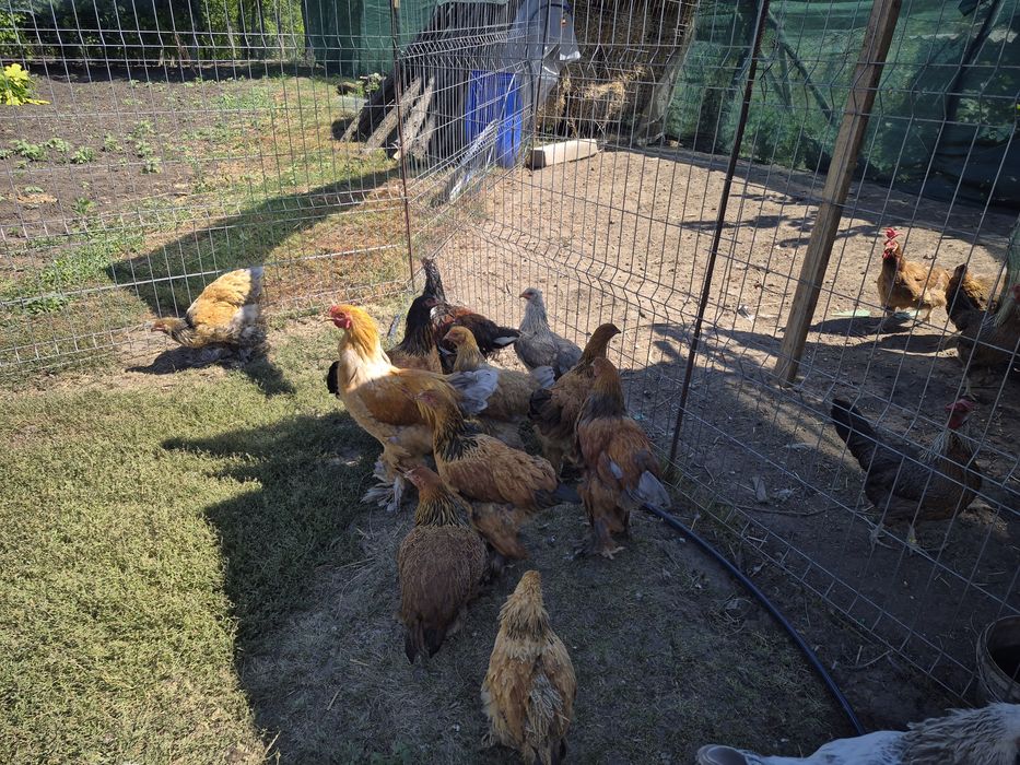 Vând păsări de țară