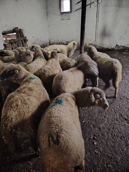 Oi de vânzare 15...