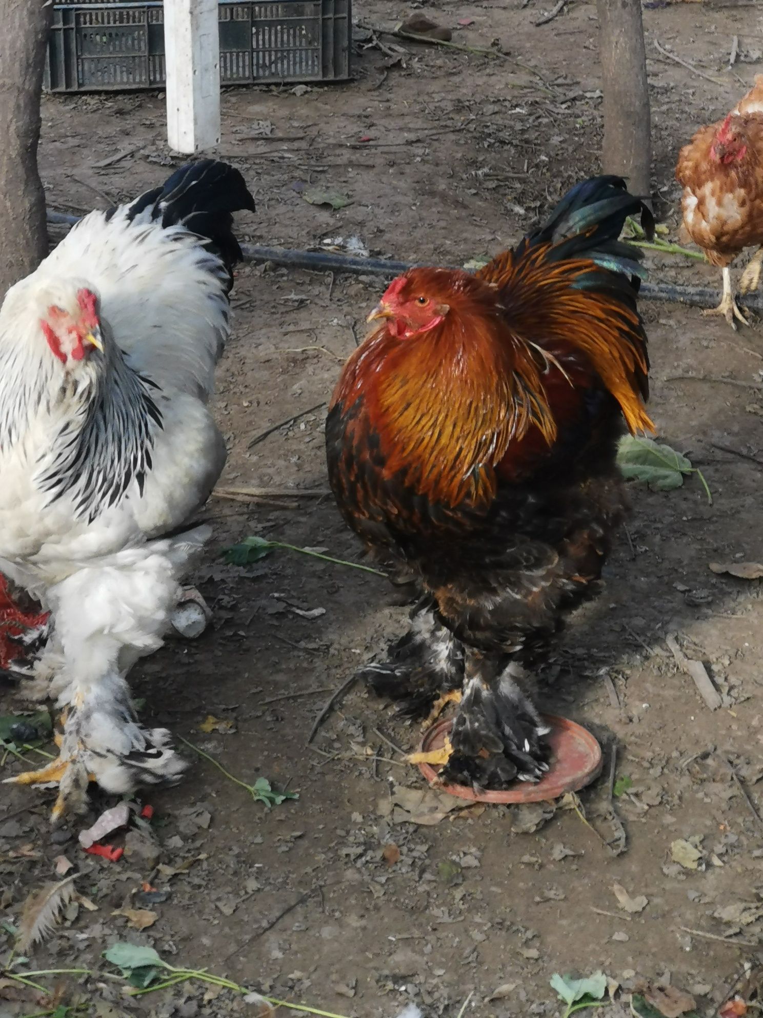 Vând cocoși brahma încuiepand de 150 lei bucata