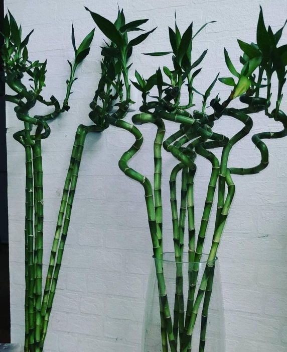 Бамбук символ благополучия и богатства