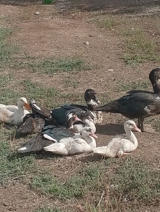 Rate de câteva luni