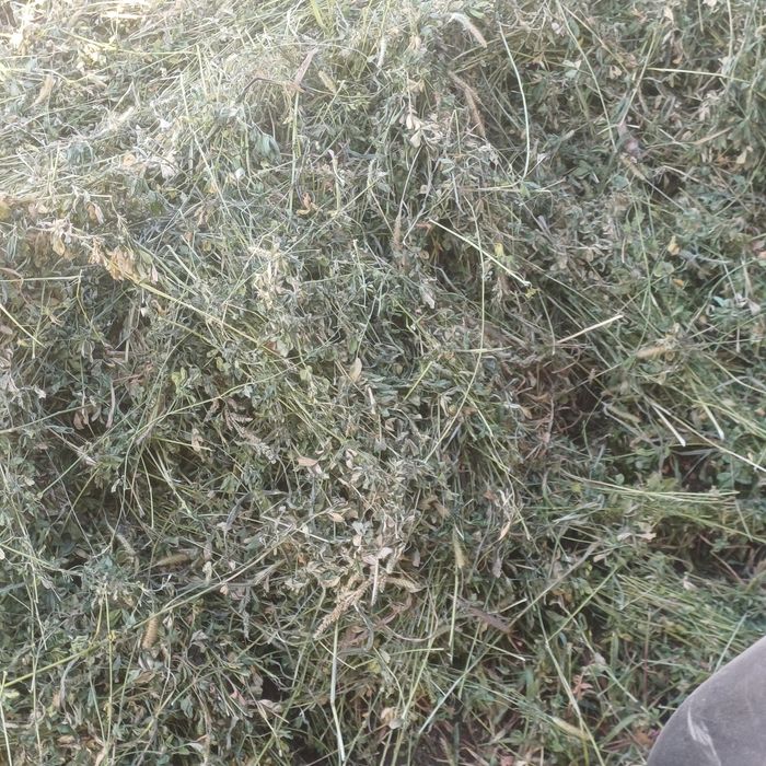 Vînd baloti lucerna