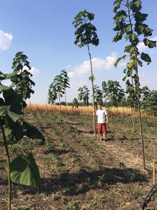 Vand Paulownia de 1,5 m