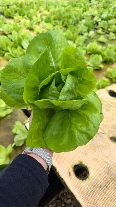 Vand salata verde la kg