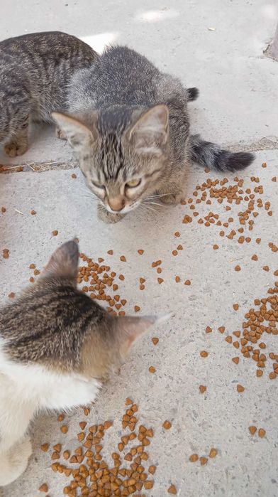 Котик, 3,5 мес., ловкий, для частного дома.