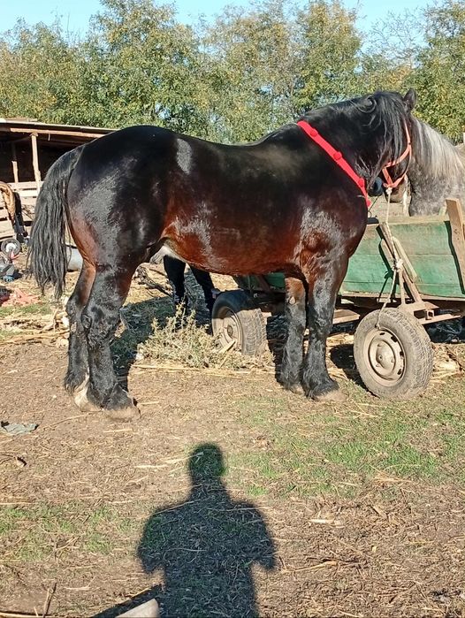 Vând sau schimb cal armăsar semigreu unguresc