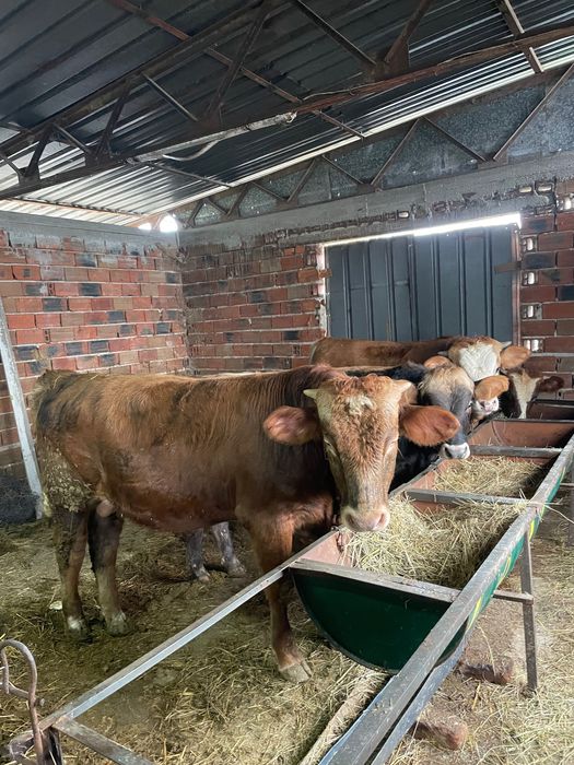 Продавам месодайни телета мъжки