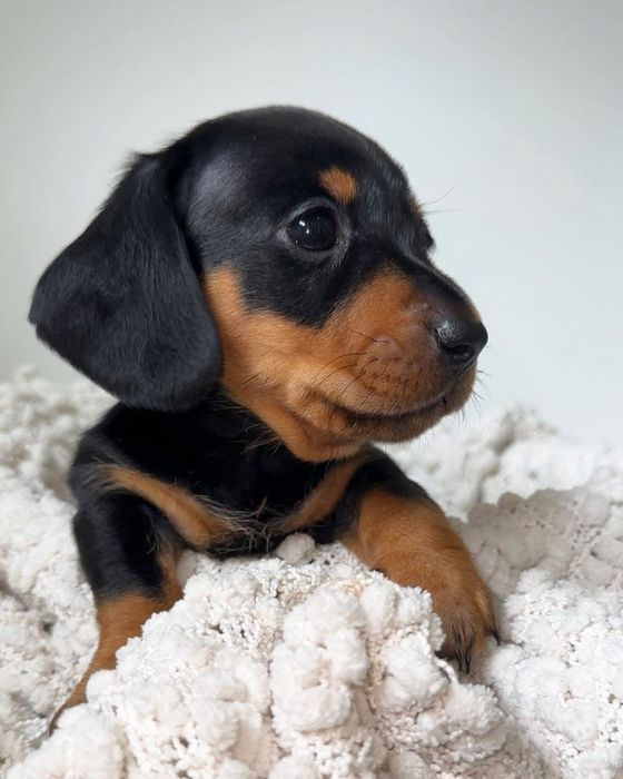 Teckel dachsund 1000 lei