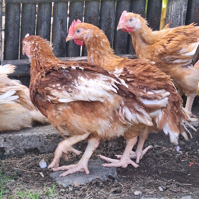 Vând puicute si cocoșei din rasa Kabir