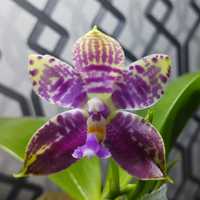 Орхидея фаленопсис сортовая азия