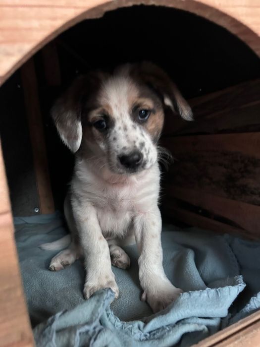 Spre Adoptie, 3 puiuti frumosi