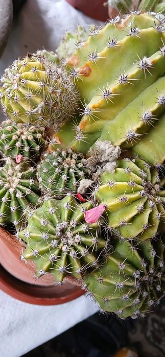 Храсти и лигуструм